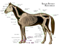 Horse anatomy kyusetu.png