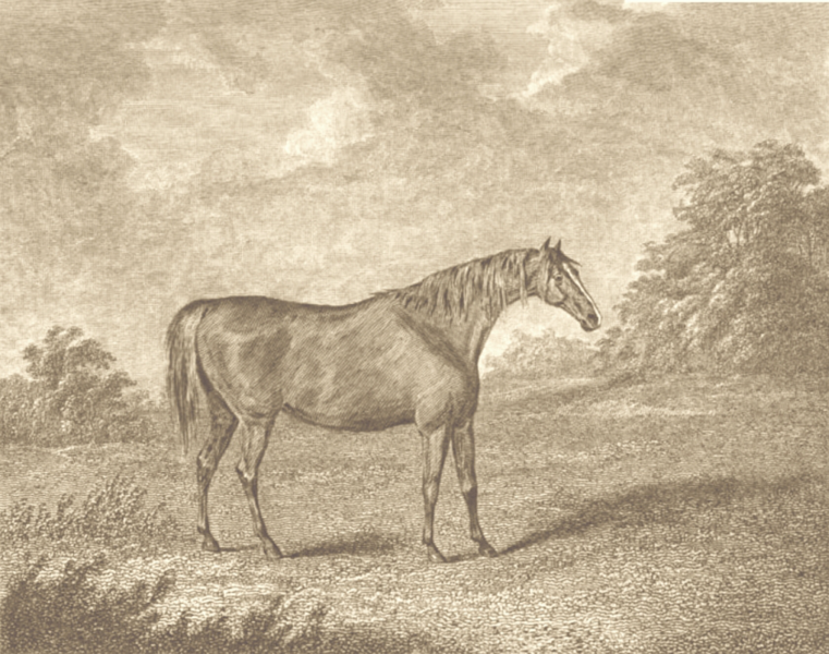ファイル:Medora840.png